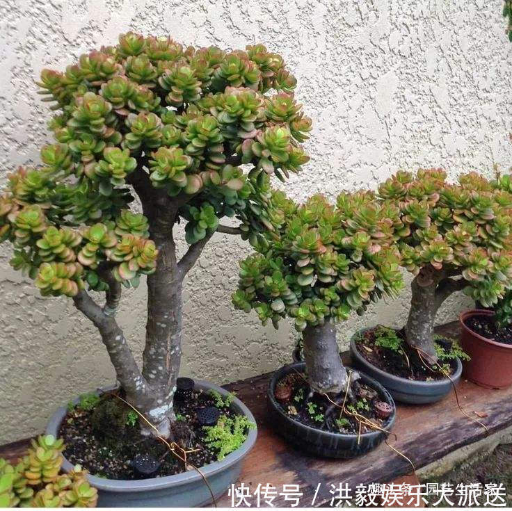 花生米|养玉树,盆底埋上10粒它,1年后,枝条老化长成老桩,值钱了