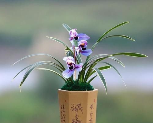 此兰花曾经价格不菲,现在几块钱就能买一盆,花色罕见,值得入手