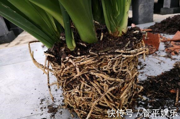 透气孔|养君子兰,有一个“小技巧”,长得叶大叶宽,花多,根系壮