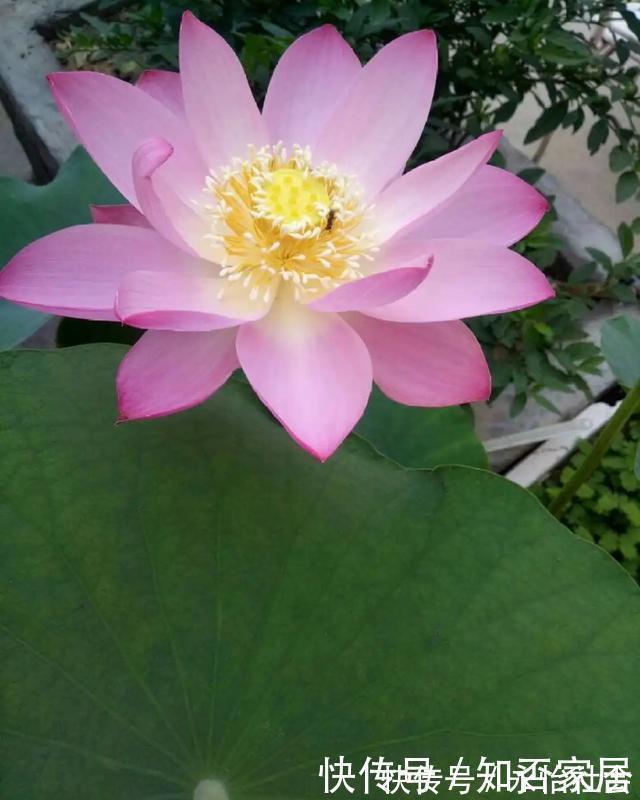 养花技巧：折腾不死的25种花，咋养都爆盆，懒人最适合