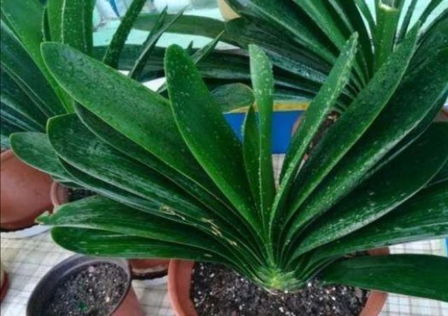 君子兰叶片|君子兰叶子长歪,教你3种方法纠正,株形整齐才更美观