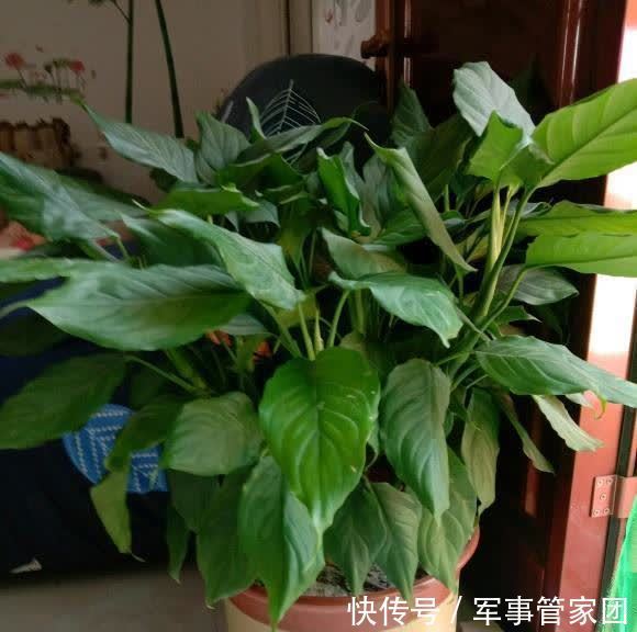 4种网红绿植,养在家里超有意境,还能净化空气,超美的