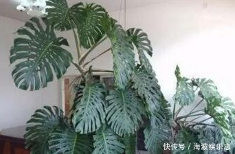 种花|“病毒”很烦2种花，家里养一盆，全家人都身体好，养100盆都不多