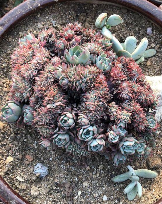 红边|姐姐养了9年的多肉,没有买肥就用它,个个长成精!