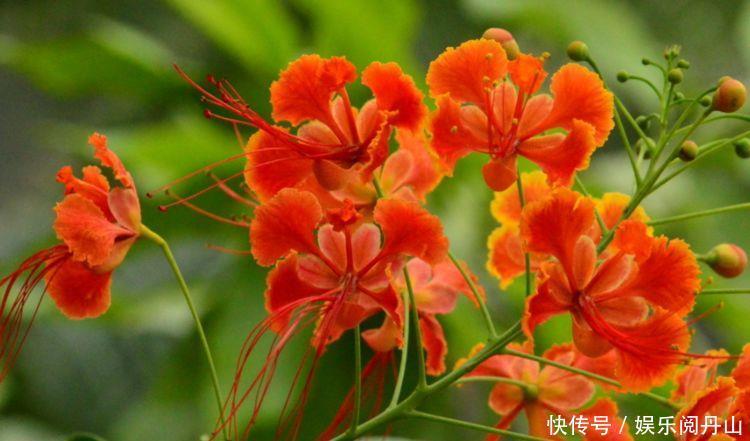 阳台上|这些花养阳台,沾土就活,开花早,优雅而美丽,色彩柔美和婉