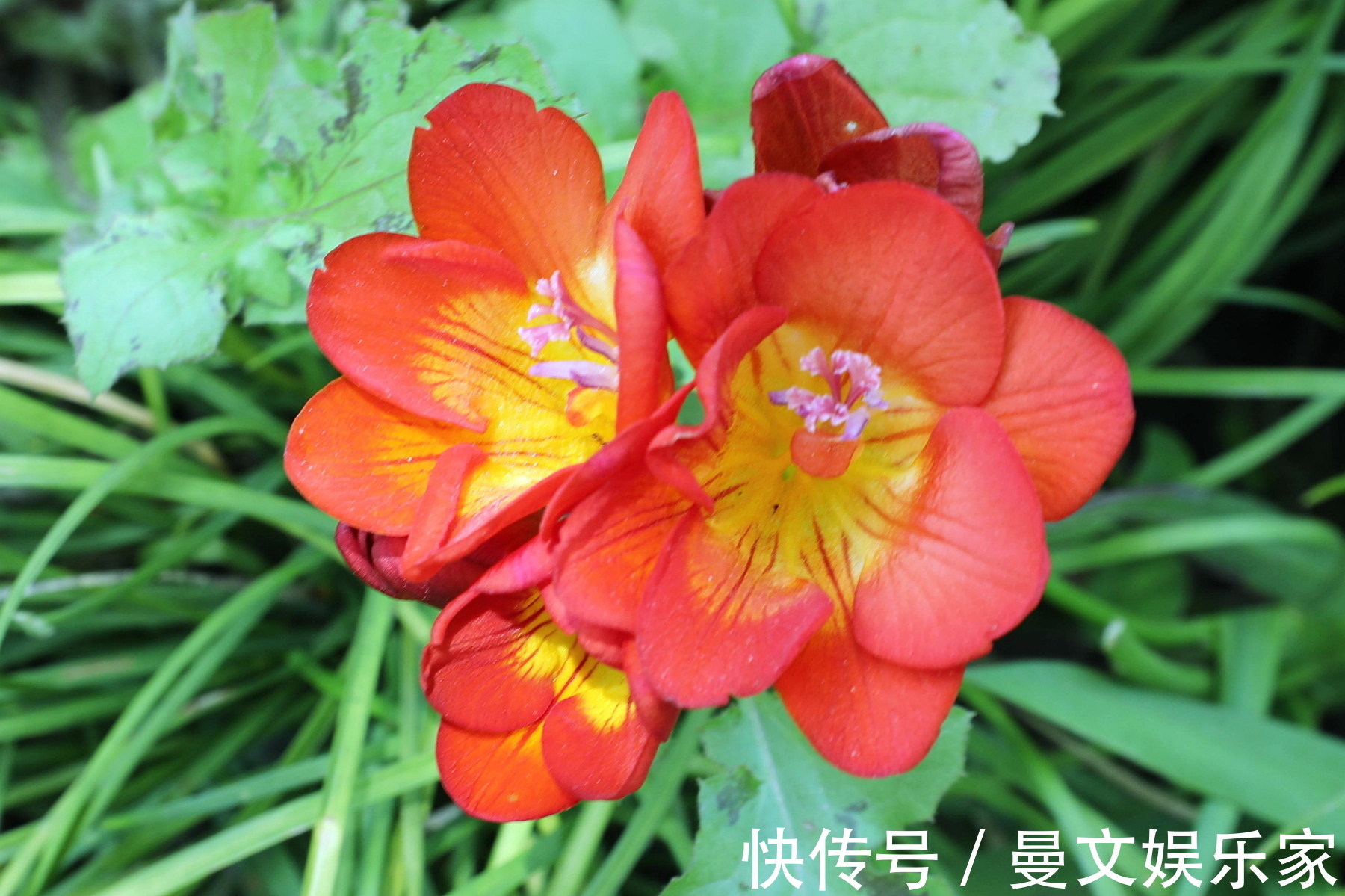 原料|此花花香清幽似兰,花色纯白如雪,常用于沐浴乳的原料之一