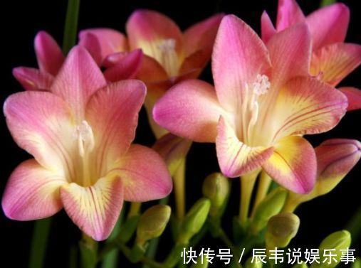 从7月23日开始,家养此款花卉,沾土就能活,不怕热耐干旱