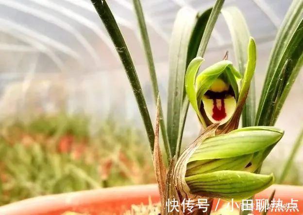 怎样养春兰蕙兰,开花香、花期长3个简单技巧,新手都能做好