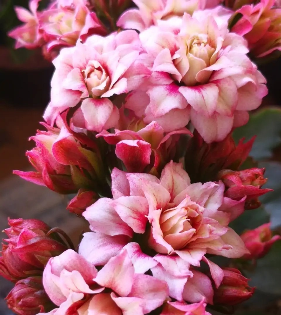 75个长寿花品种，一个比一个美，一起来认识一下吧！