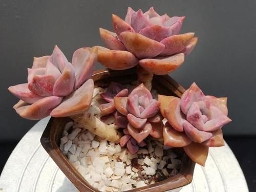 多肉彩虹糖,精致版的紫乐,容易上色喜欢群生,新手也可以放心养