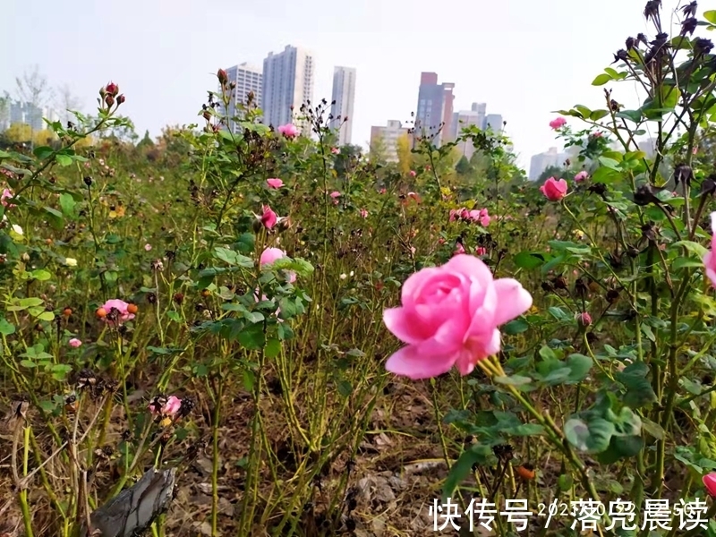 网红达人|郑州西流湖公园初现网红花海数公顷各色花卉芳香扑鼻