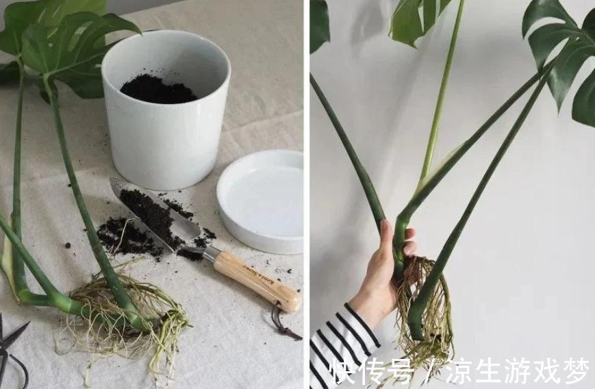 这3样绿植净化空气的效果不输专业仪器,难怪城里人家家都养