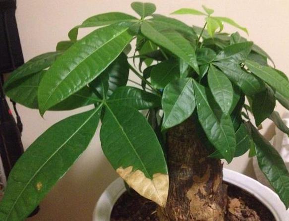 盆栽观赏性绿植发财树，该注意哪些4个要诀让它四季发新枝叶