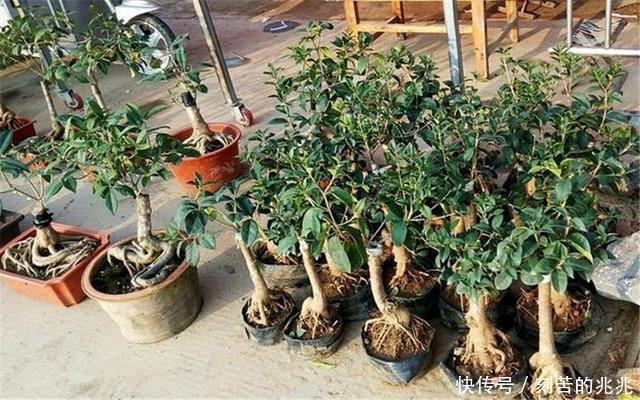 制作高价值的盆景，炼根是关键，看看怎么炼