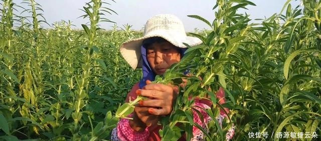回味独一无二的西平豆腐脑,在小城美食中寻找无法忘却的儿时记忆