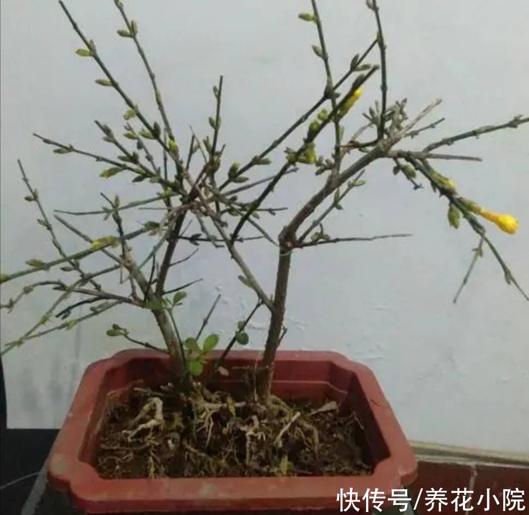 花苞|立秋后，3种花长出花苞，补上几次磷钾肥，提高开花质量