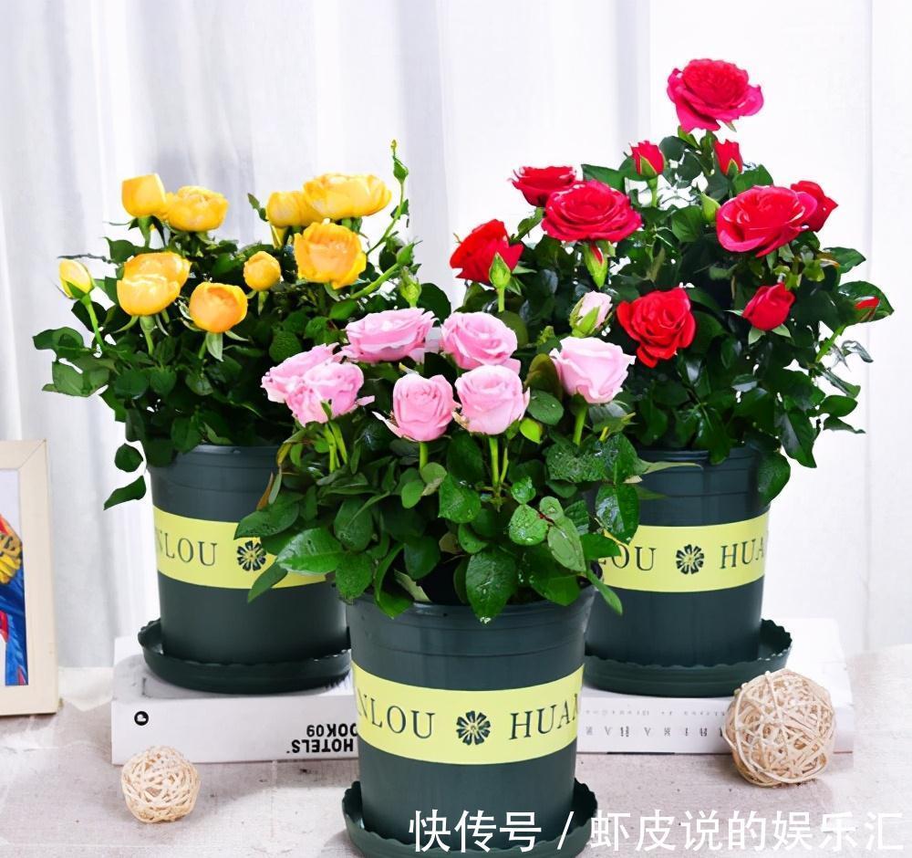 冬天花市“猫腻”多,5种“激素花”,多好看也别买,白白浪费钱