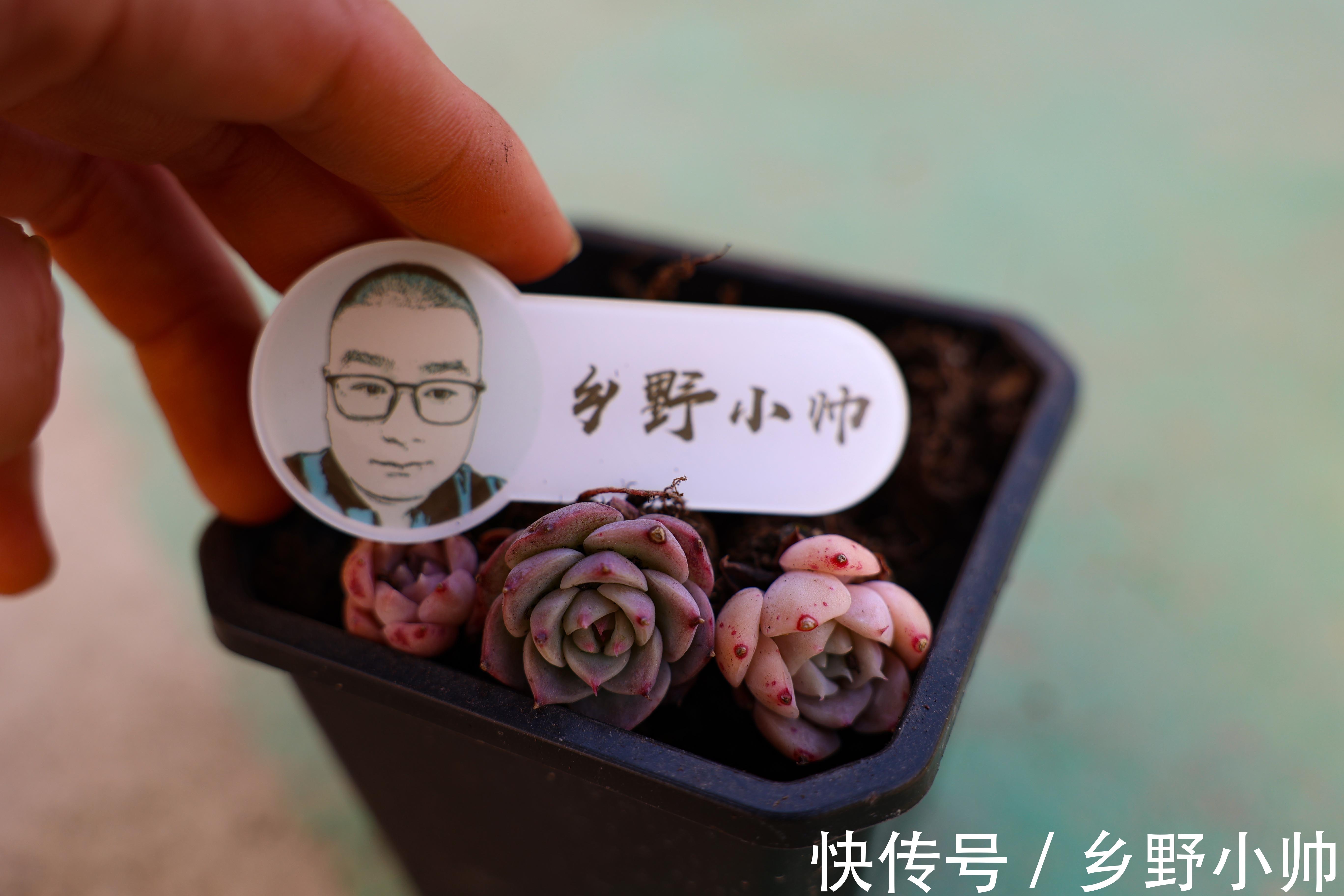 养好它,半年收获一大盆,冬日美肉之,笨芭、桃蛋篇