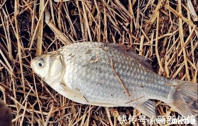 垂钓|夏季野钓的三个小妙招，学会这样用饵，大板鲫手到擒来