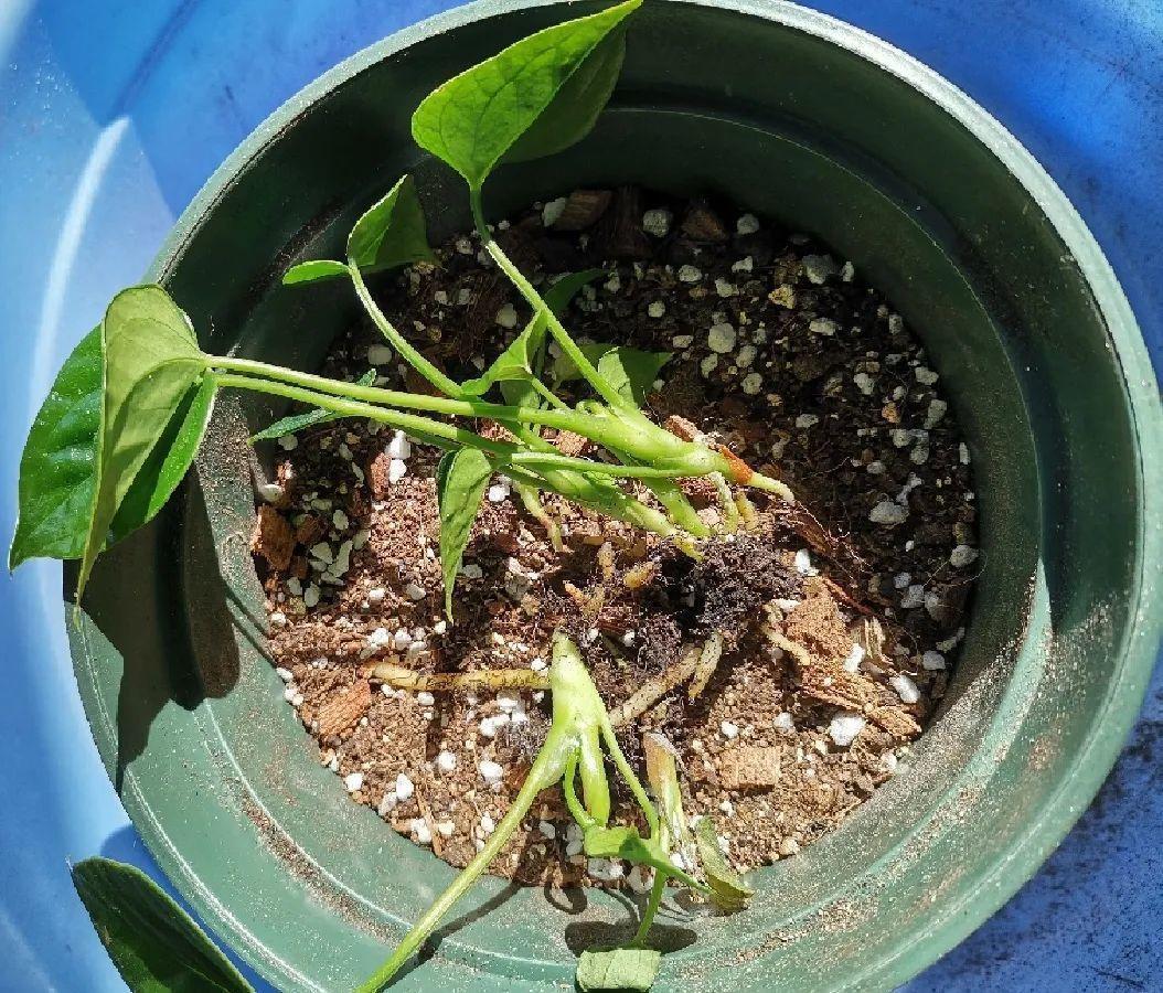 茉莉花扦插有机关,砍这一段枝条,插土里3天就活!