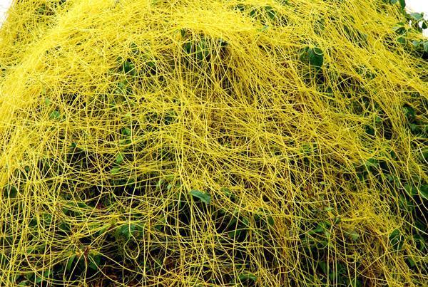 肾脏功能|它是肾的“黄金水”，别不舍得喝，补充“雄激素”，肾脏更有活力