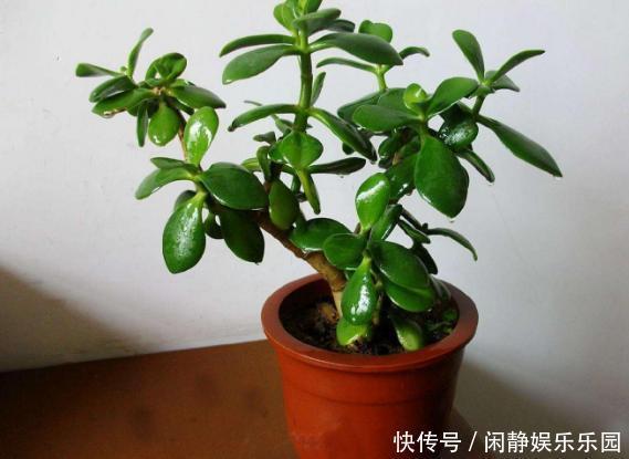 养这5样植物,将修剪做到位,才能年年抽枝发芽、长爆盆!