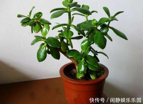 养这5样植物，将修剪做到位，才能年年抽枝发芽、长爆盆！