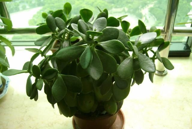 此3种花,就要贱养,不矫情,越懒长的越好,不是吹牛哦!