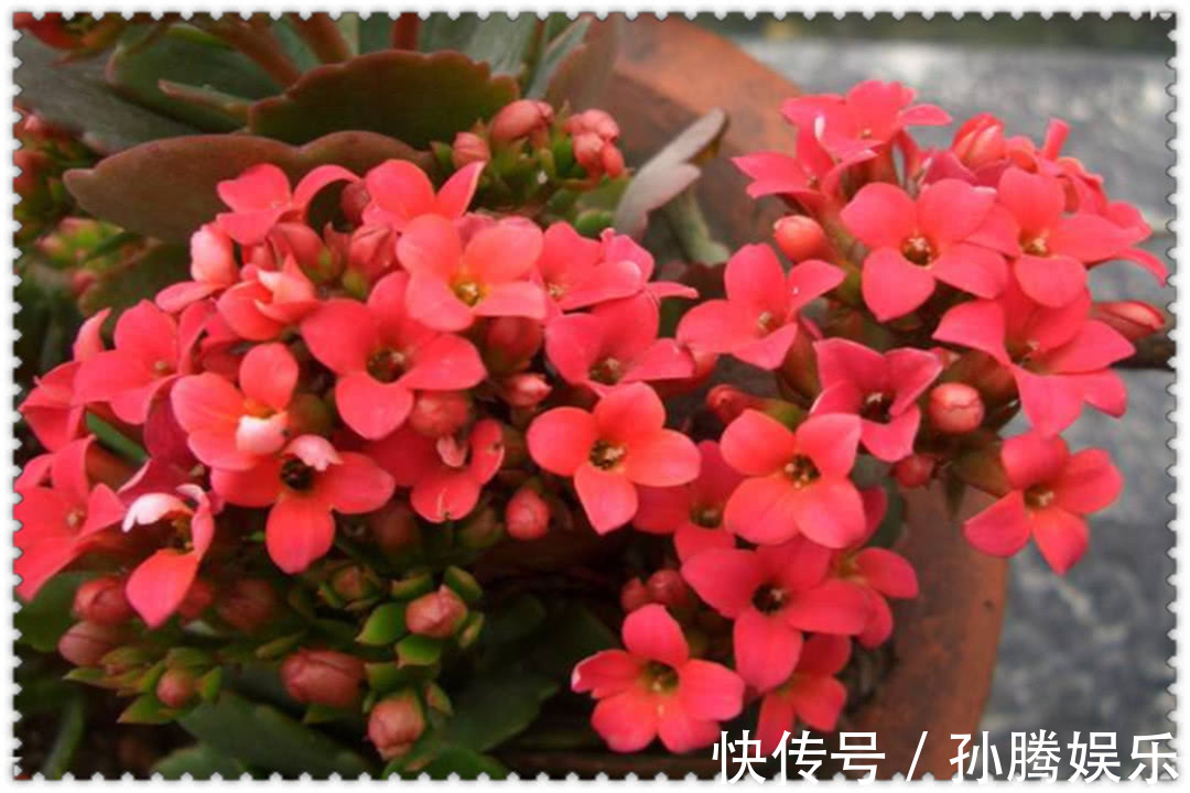 养长寿花,“1个部位”不及时剪,新芽长得慢,影响开花