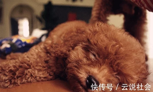 贵宾犬为啥喜欢跟主人睡？原因是这5点