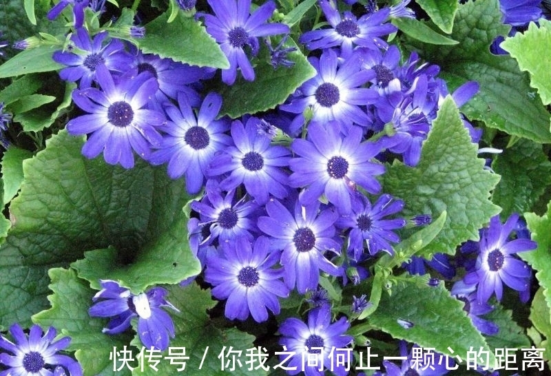 为什么家里的瓜叶菊养一段时间就会枯萎,如何让它开花更久?