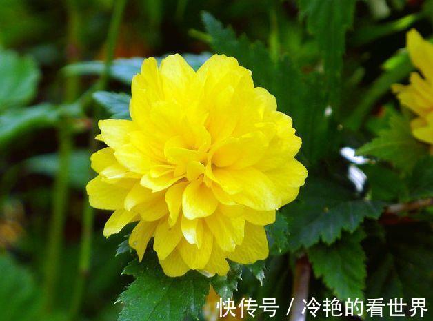 大花蕙兰|8月11日-8月26日，庭院选这几款花，漂亮大气，四季开花