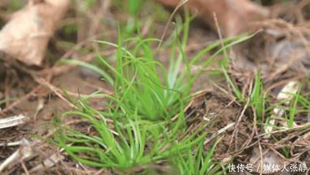 2万余株!浙江杭州发现中华水韭，该植物为何这么稀缺