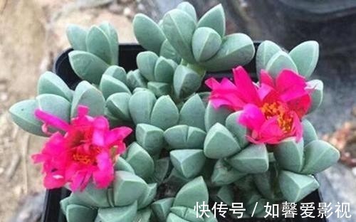 谁说多肉都耐旱?这些喜水多肉,太能喝水天天要浇