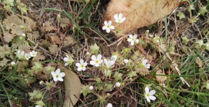 小草|这种小草到处可见,却能治咽喉炎、口腔炎、咽喉痛,被称为喉咙草