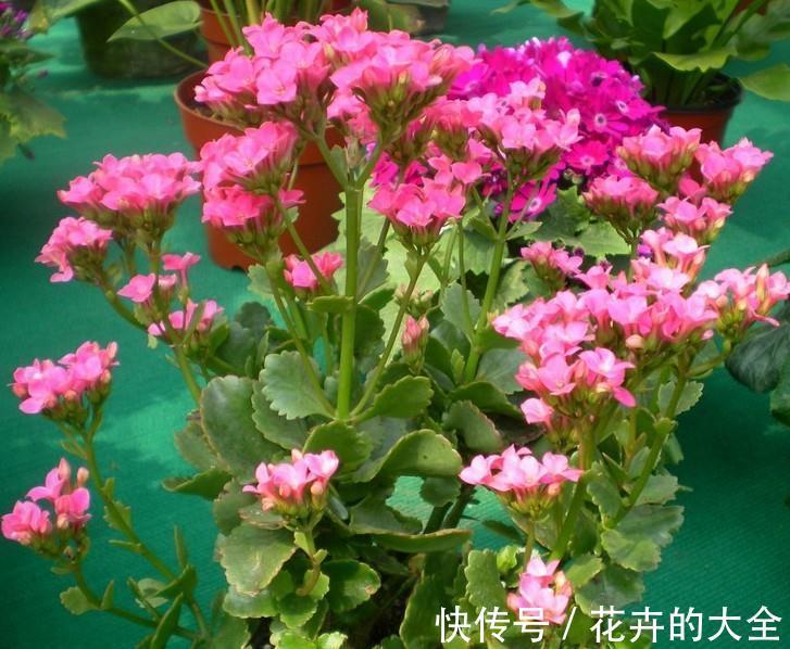 养分|养花试试这款,花谢以后,要修剪残花,给枝条打顶