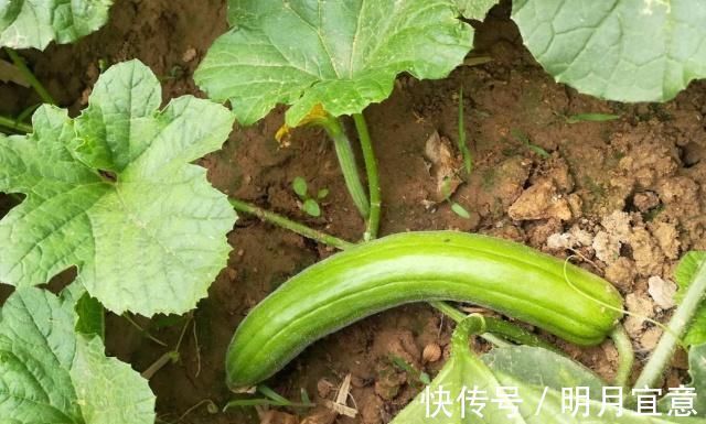 慢跑|天然“清肠菜”终被找到,吃一顿等于慢跑半小时,想不瘦都难