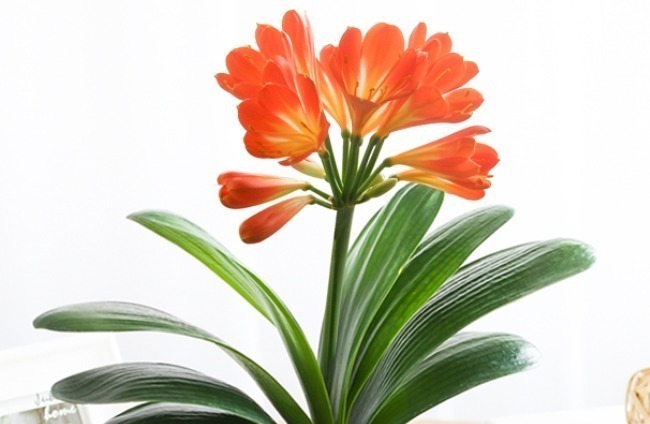 家里的这4种花不要轻易送人,养人又镇宅,有钱人都爱养!
