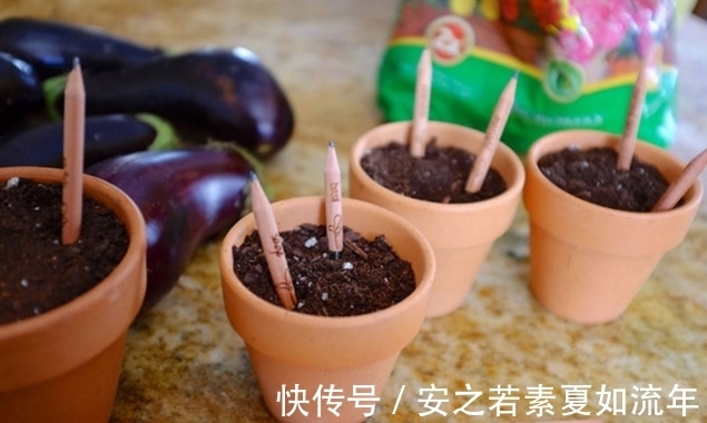 熊孩子把用过的铅笔插盆栽里,结果一星期后,全家都看傻眼了!