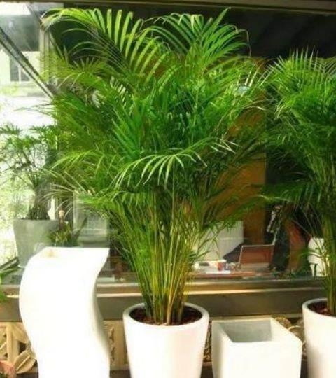 绿萝|最适合新手养的4种花,沾土就能活,不易生病好养护