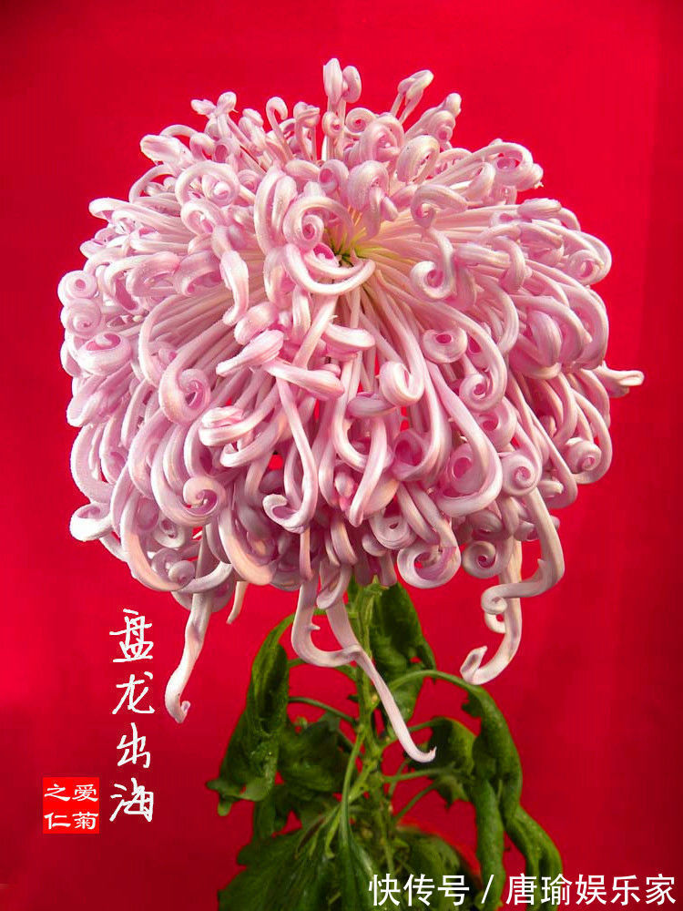 喜欢菊花，不如养盆优良名菊“盘龙出海”，似祥龙出海，霸气妖娆