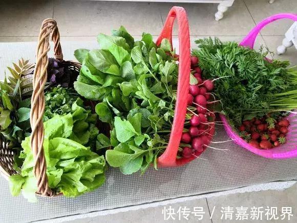 养花|3种“水果”蔬菜，阳台就能种，青脆爽口，老人小孩都爱吃！