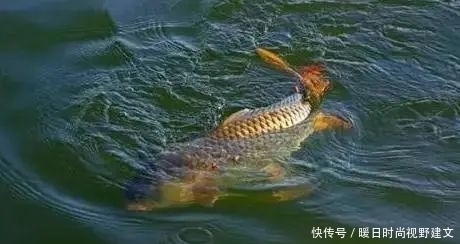 鲤鱼|水库钓鲤鱼技巧