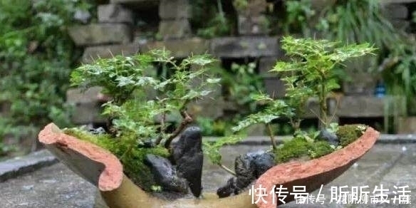 盆景|都是大爷差别真大,印象中的大爷只会挤公交,而他用破缸做盆景