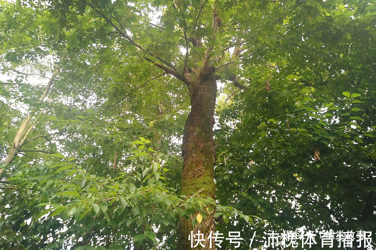 杂草|山村楼房装修豪华,门前堆满柴火,2个儿子3年没回家