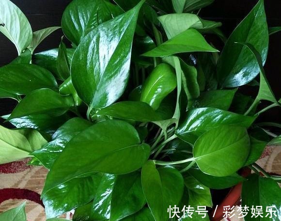 捡来1种土块,碾碎泡水,制成万能肥,养花根壮、花多