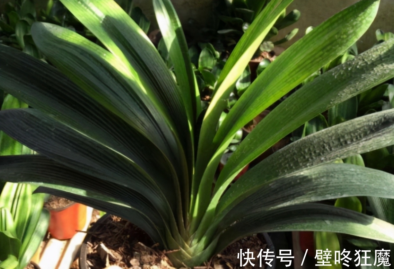 给君子兰换盆土垫上这些东西,3年内肉质根再不会因积水而腐烂了
