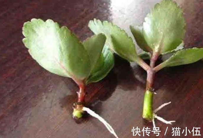 小齐|又到长寿花扦插季节，做好“2选3足”，15天长满白根！