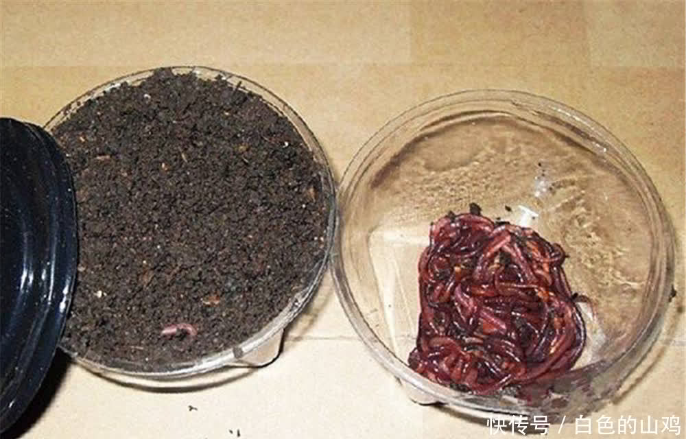 老手|钓鱼技巧：蚯蚓饵料的非常规用法，不直接做饵料，钓鱼老手才懂得
