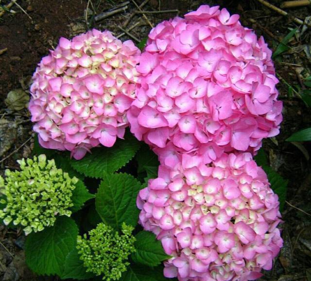 修剪|7月里绣球不修剪,耽误开花一整年,剪的越狠,开花越稳